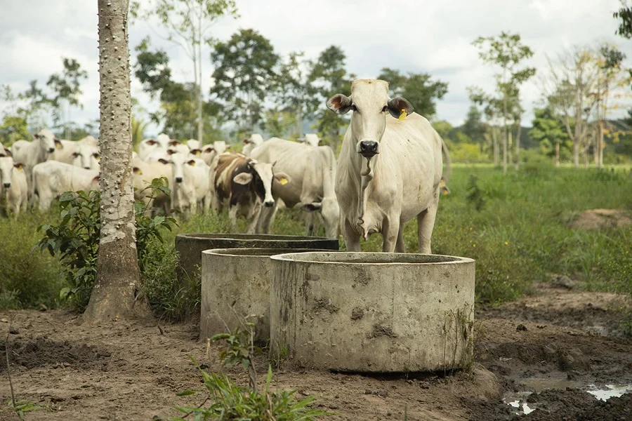 Aftosa: antes de cambiar el estatus, ¿quién paga la cuenta si algo sale mal en Paraguay?