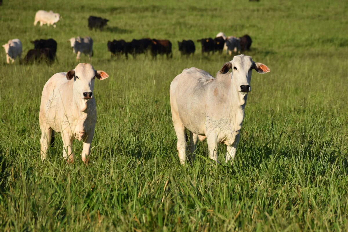 Aftosa: Senacsa vuelve a proponer cambios desde 2027 y el campo insta en seguir con vacunación plena