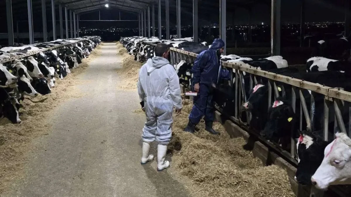 Alerta sanitaria en Europa: la fiebre aftosa reaparece en Grecia y enciende preocupación en la cadena ganadera