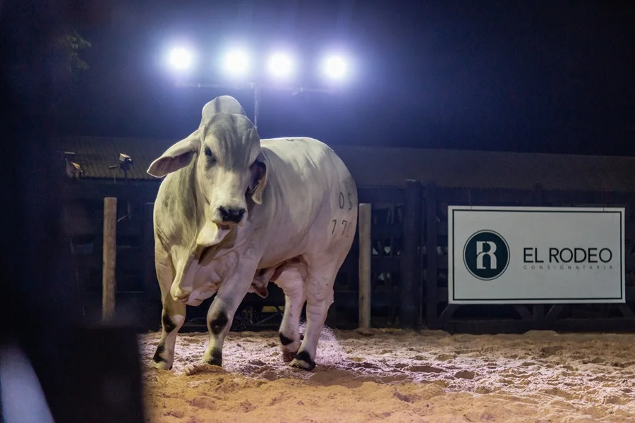 Alta calidad genética, pujas sostenidas y precios superiores marcaron el remate de la Brahman