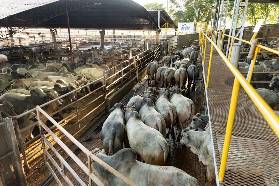 Arrastrado por Brasil, el Novillo Mercosur volvió a perder el piso de los US$ 5 a la carne