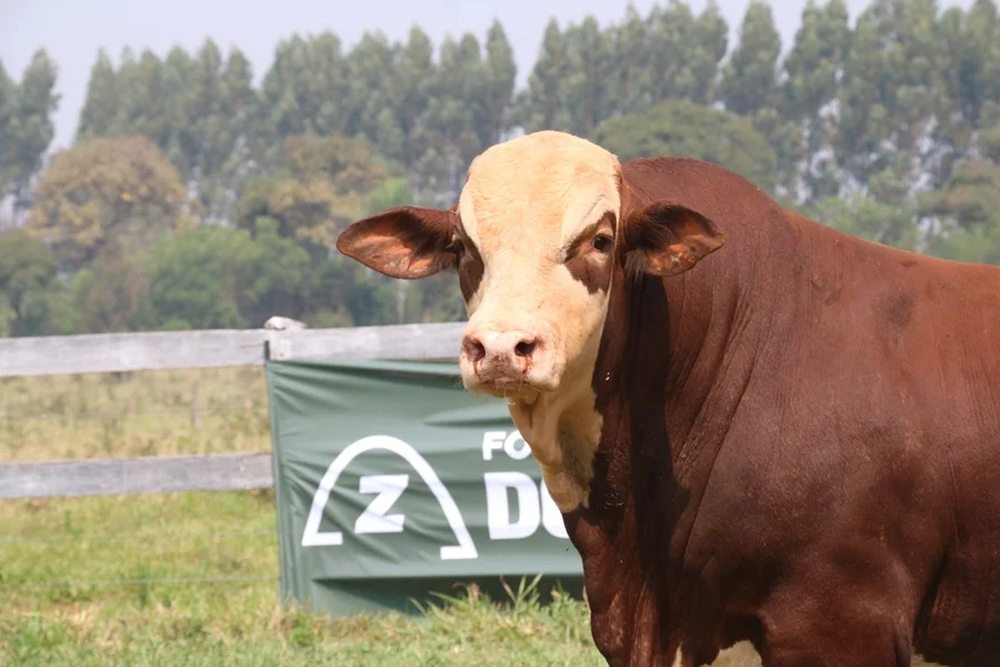 Bangor remata 100 toros de Forestal y Ganadera Don Pedro: con foco en funcionalidad y adaptación