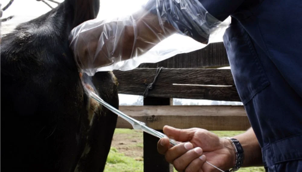 Biogénesis Bagó analizó 25.000 inseminaciones y resaltó el potencial de la IATF en Paraguay