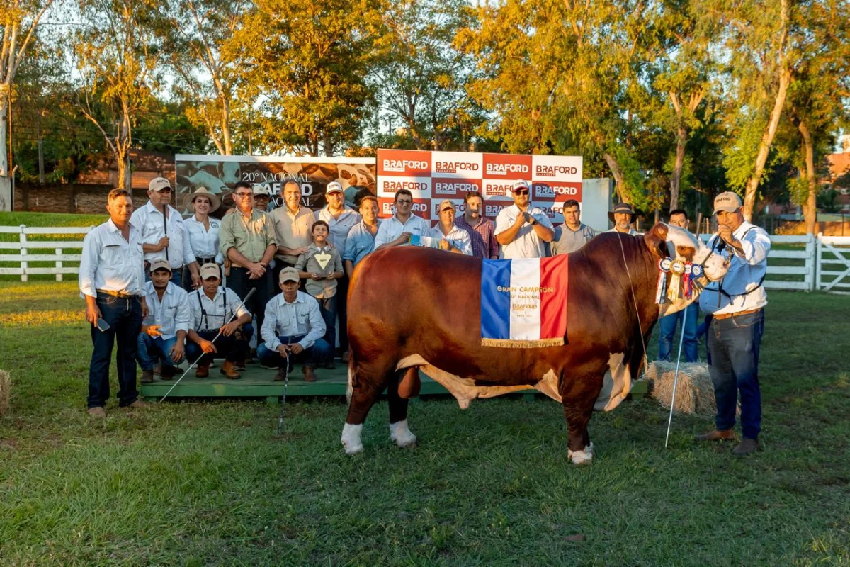 Braford impuso su potencia en machos: genética que empuja más carne y futuro