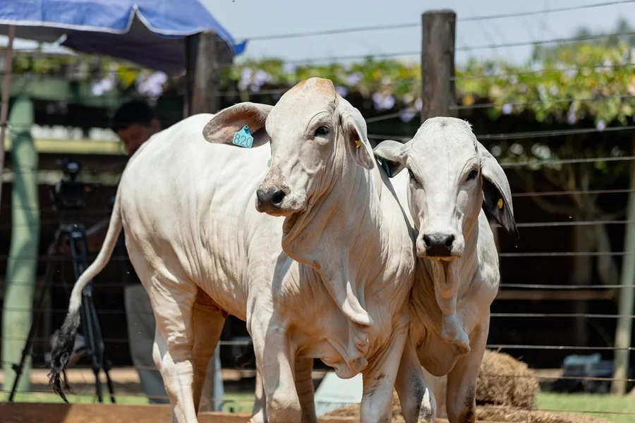 Brahman de Corral ofrece 54 lotes de reproductores con el martillo de El Rodeo, hoy lunes