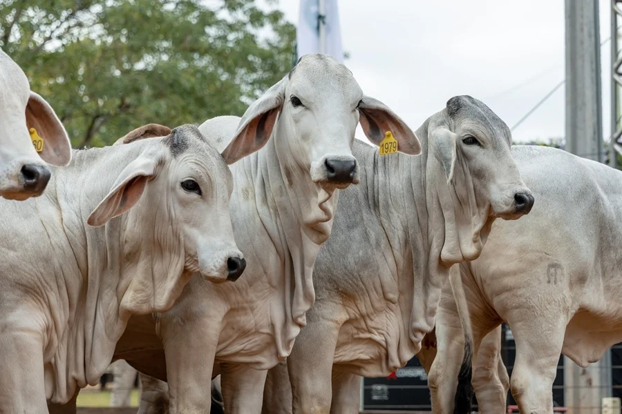Brahman de Corral prepara una oferta de 54 lotes en un momento de fuerte demanda por genética