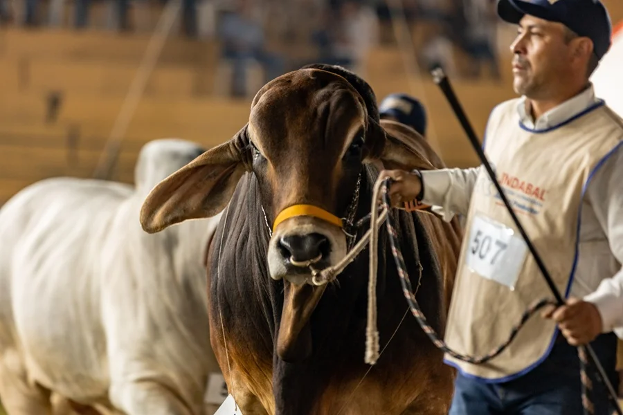 Brahman en Expo Paraguay: más de 350 reproductores y apuesta a un gran escenario de negocios