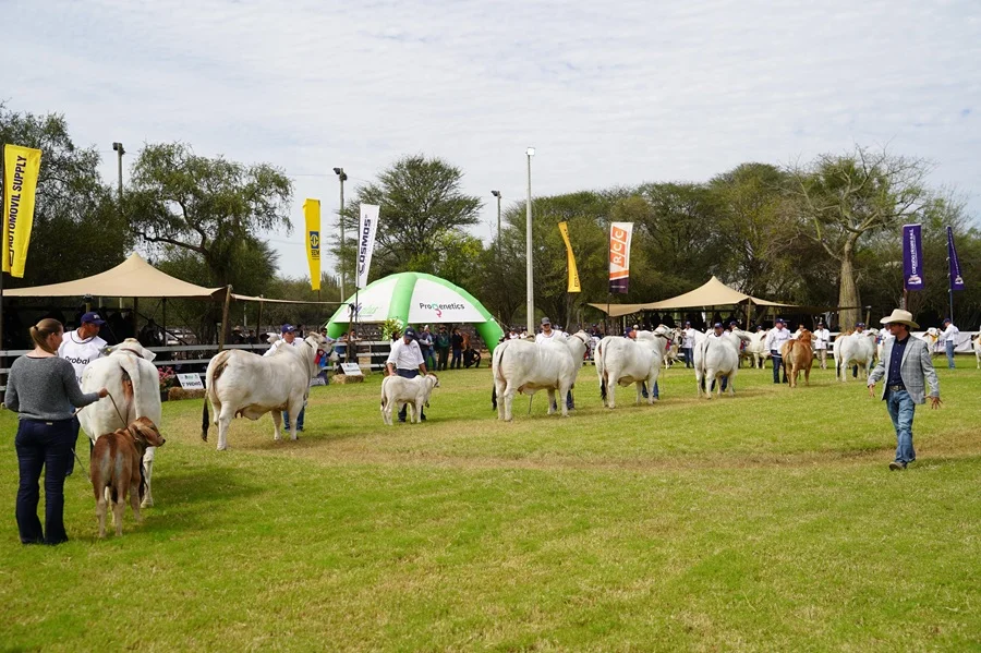 Brahman en Expo Trébol: participación récord y fuerte respuesta comercial por su genética