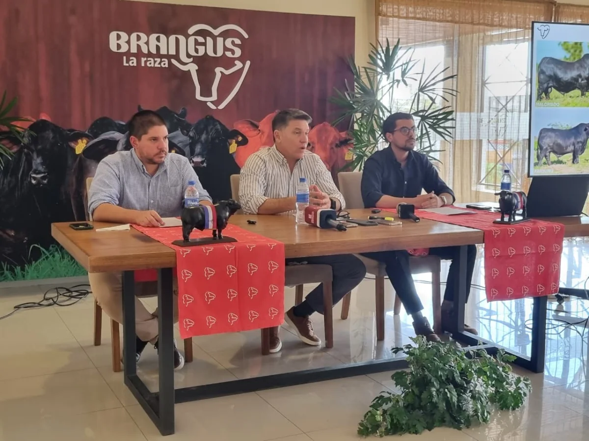 Brangus apuesta al mejoramiento genético con un programa que subsidiará 4.000 dosis de semen