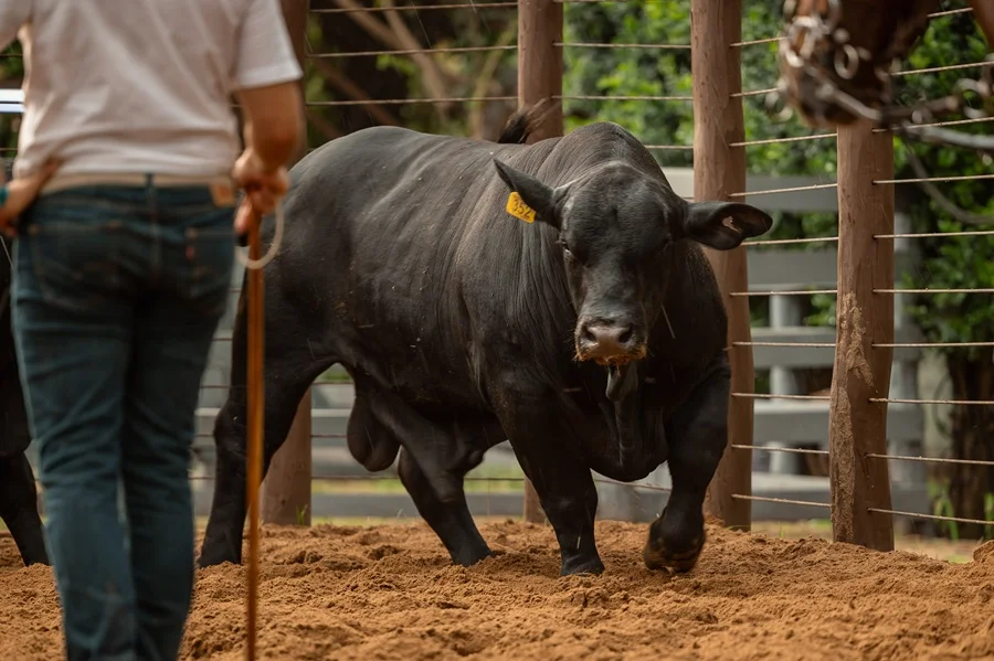 Brangus busca fortalecer su presencia en las exposiciones del interior con más actividades de reproductores de campo