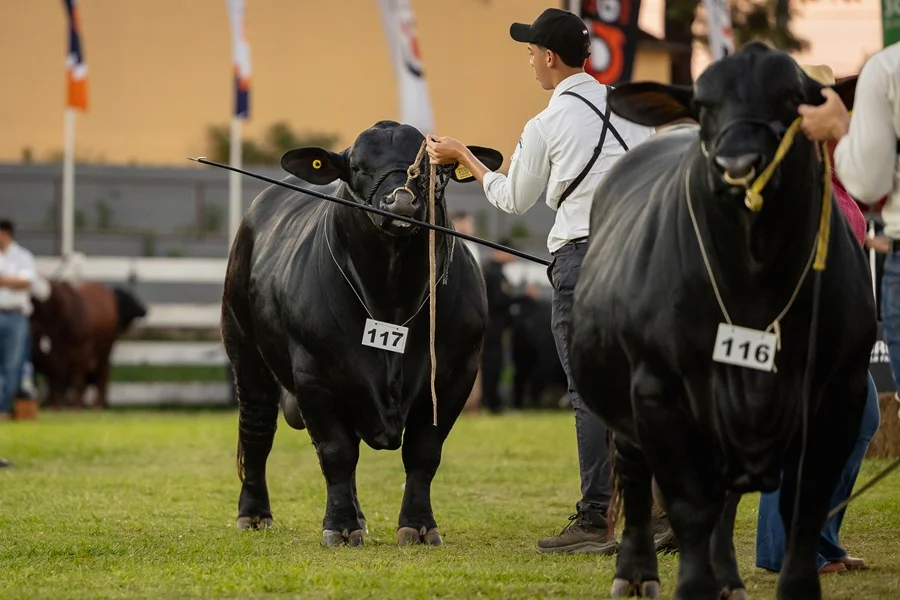Brangus combinó “excelencia genética” y “sólidos resultados comerciales” en la Expo Paraguay