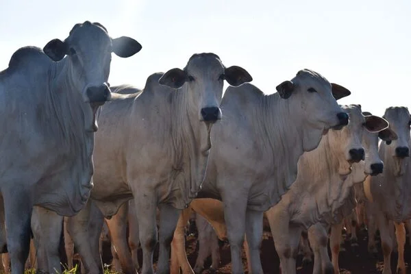 Brasil perdió casi 4 millones de bovinos en un año y su rodeo cayó al menor nivel desde 2022
