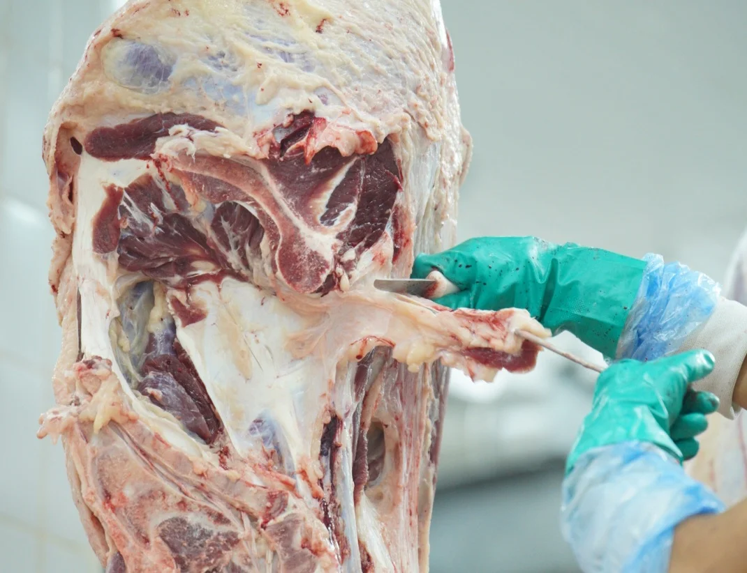 Brasil podría reducir 20% sus exportaciones de carne bovina en 2026 ante mayores restricciones comerciales