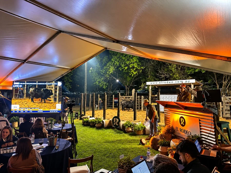 Buena demanda por reproductores: Las Talas vendió 150 toros con promedios de hasta Gs. 28 millones