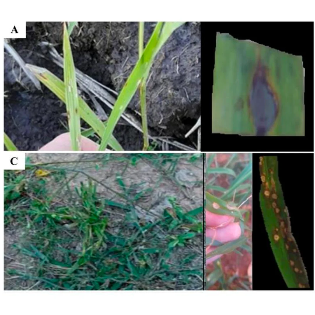 Buscan mejorar el control de enfermedades en arrozales paraguayos