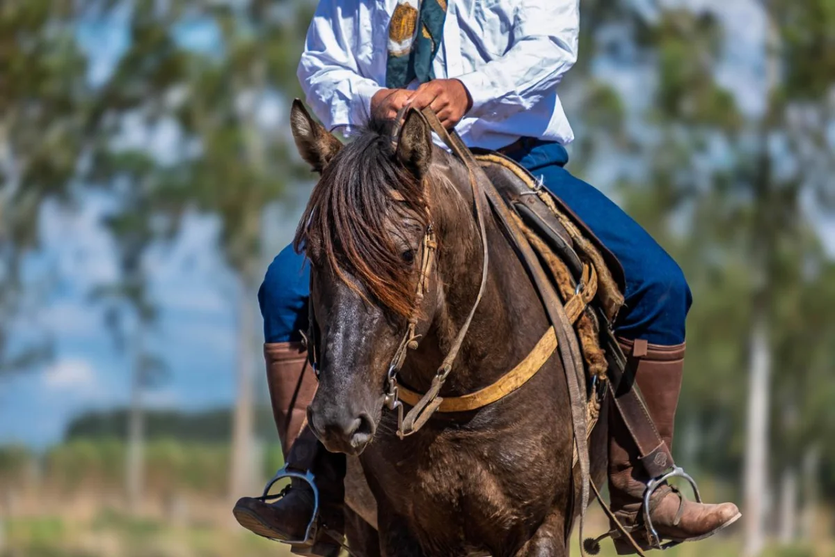 Caballos Criollos triplican su presencia en la Expo Amambay y apuestan a nuevos negocios con el Criolazo
