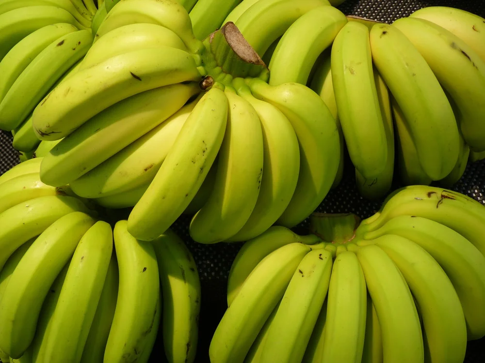 Caída del dólar y aumento de costos golpean la rentabilidad bananera