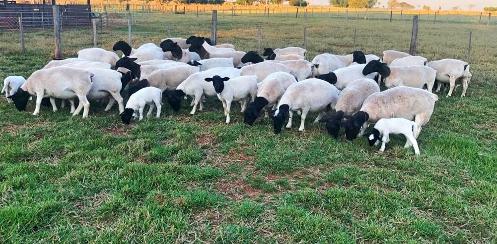 Carne ovina paraguaya ingresa al exigente mercado de Singapur