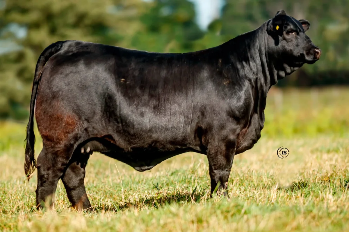 Con chapa de Campeones del Mundo, El Rodeo remata genética Brangus “funcional y adaptada” de Pukavy