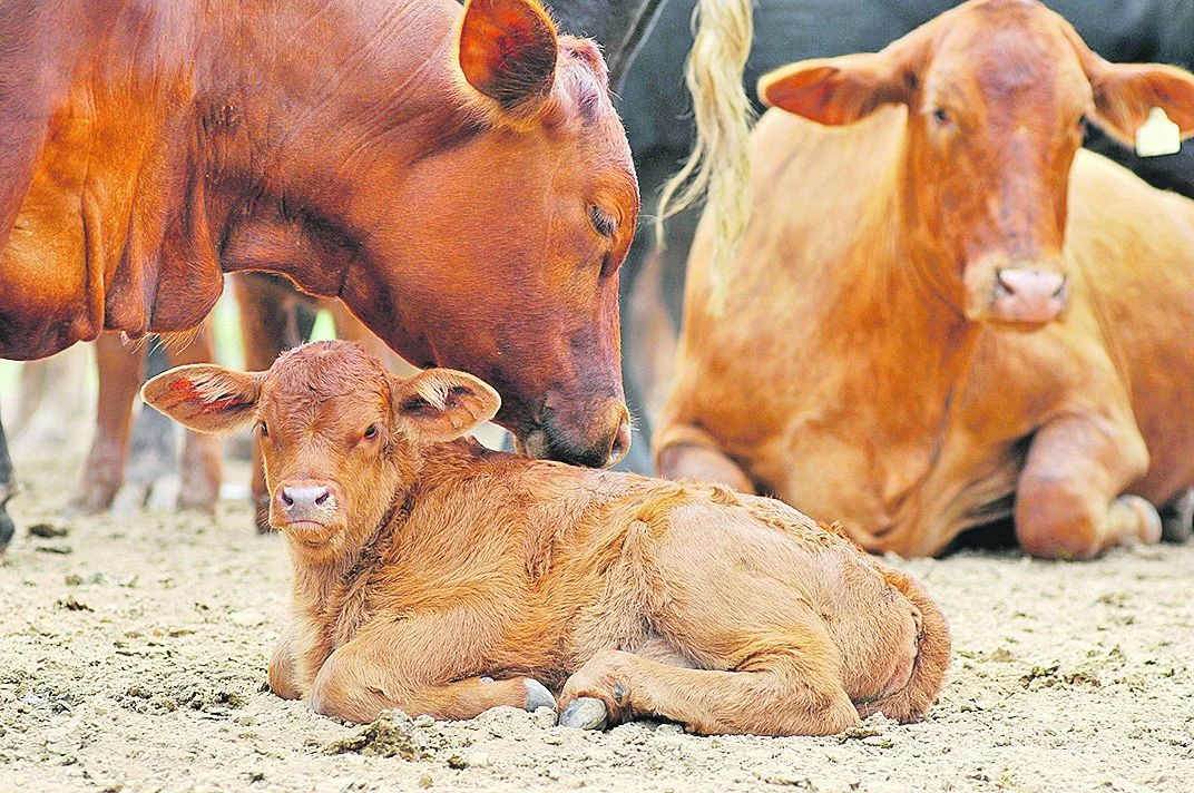 Con más de 200.000 kits reproductivos vendidos en julio, Grupo Gecal proyecta una fuerte temporada de servicios