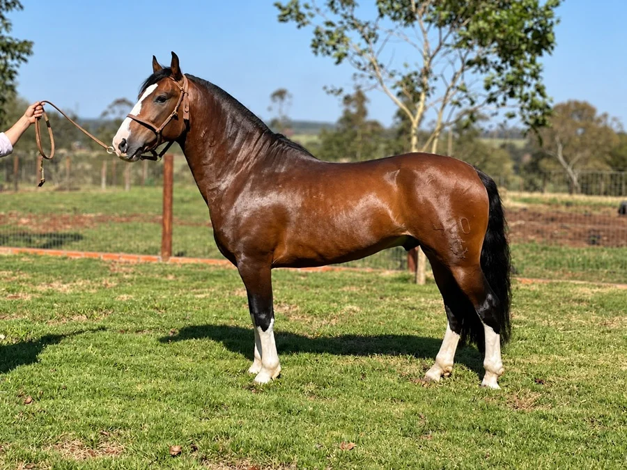 Criollos para Estancia: El Corral remata una variada oferta de 67 caballos y 8 preñeces