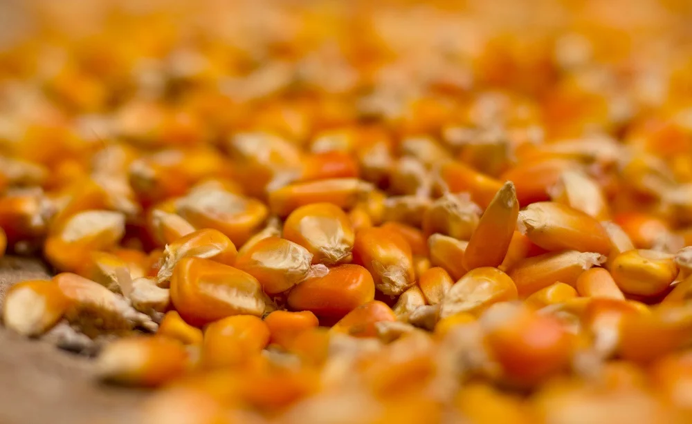 Exportaciones de maíz caen 20,9% mientras trigo crece en el primer trimestre