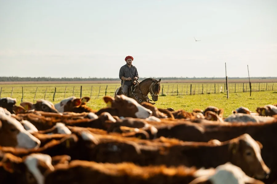 Dólar, precios y producción: las señales que marcan al agro