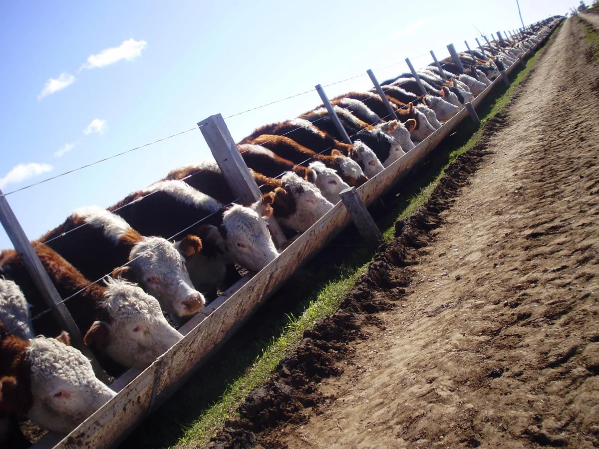 El corral argentino cambia el modelo: terneros caros empujan animales más pesados y una mayor producción de kilos