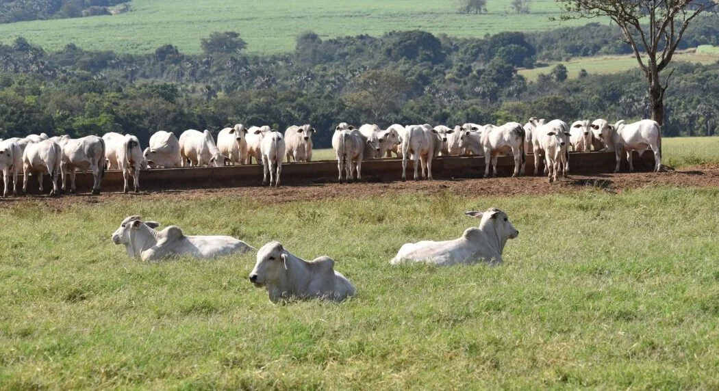 El Novillo Mercosur alcanzó un nuevo máximo histórico: US$ 5,07 por kilo carcasa