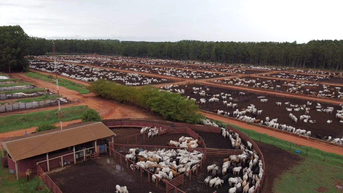 El Novillo Mercosur corrigió a la baja y se ubicó en US$ 4,84 por kilo carcasa