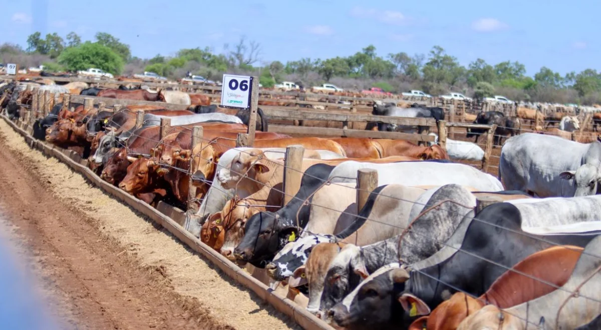 El Novillo Mercosur recuperó terreno y volvió a acercarse a los US$ 4,90 por kilo carcasa