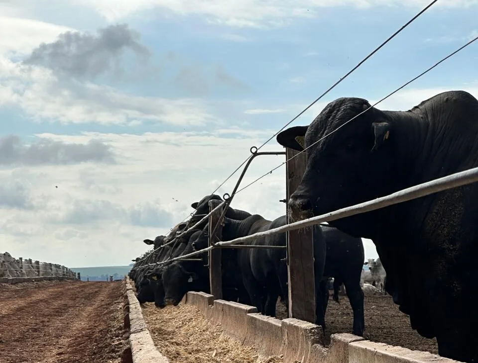 El Novillo Mercosur subió a US$ 4,95, con un fuerte impulso de Brasil y firmeza en Paraguay