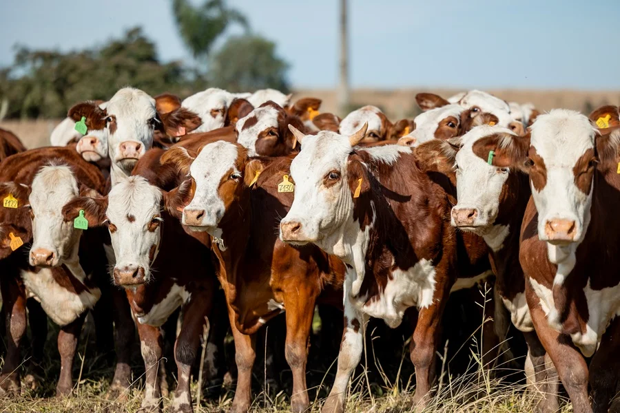 El Rodeo concretó un “muy buen remate” de San Florencio: alta demanda por vientres y nuevos compradores