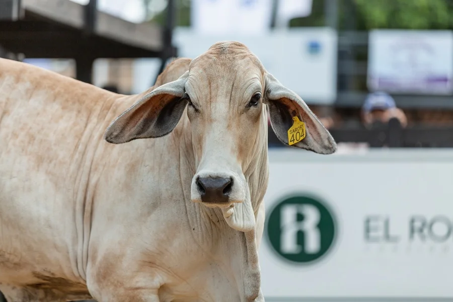 El Rodeo remata alta genética Brahman: reproductores a campo y semen, este martes en Expo Paraguay