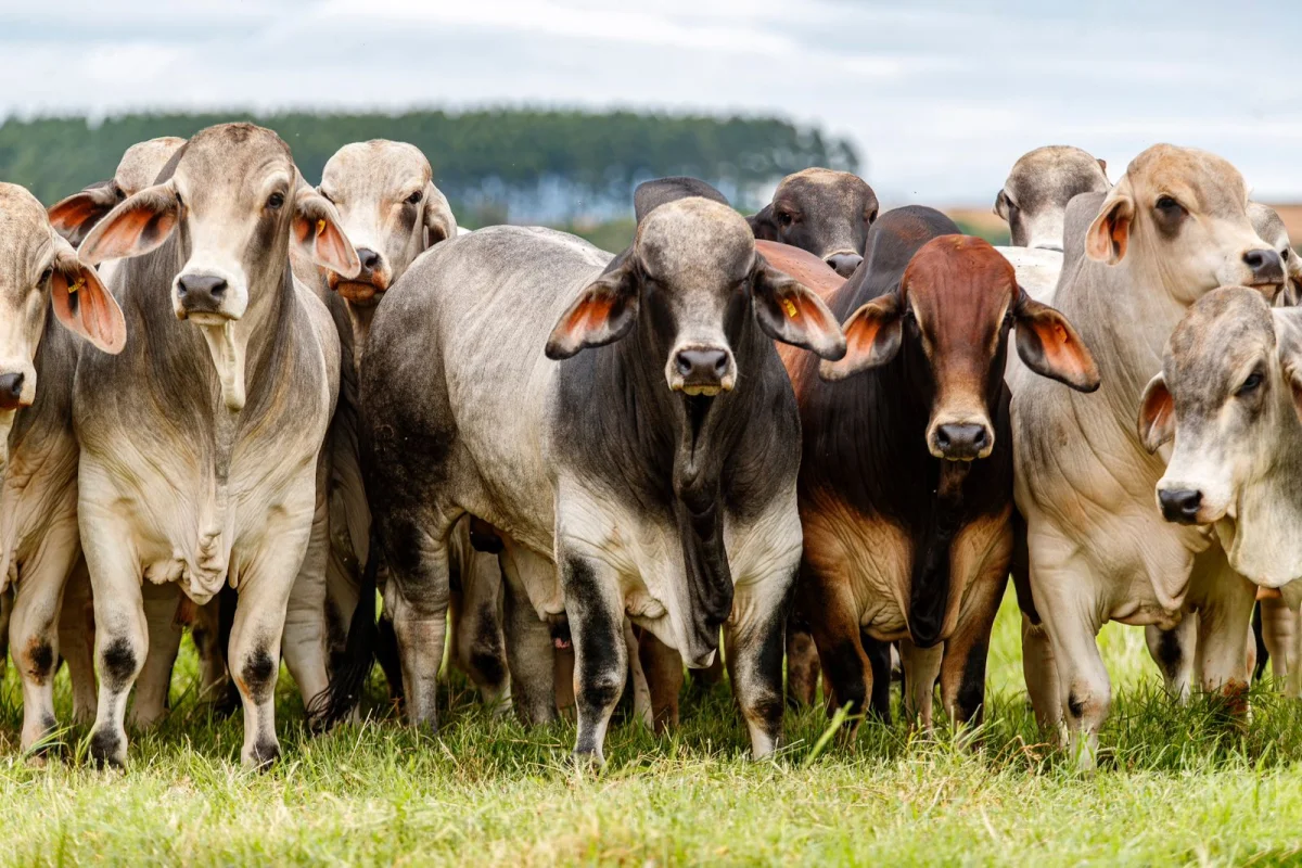 El Rodeo rematará 150 toros y 50 hembras Brahman de Las Talas, en su tradicional venta de otoño