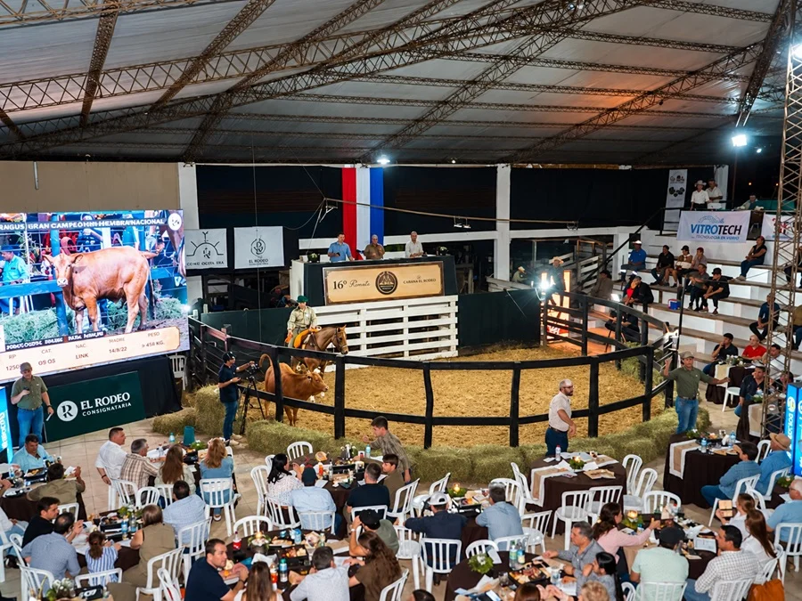 El Rodeo vendió 48 toros de Rural Ganadera a un promedio de Gs. 23 millones y con alta valorización de las hembras