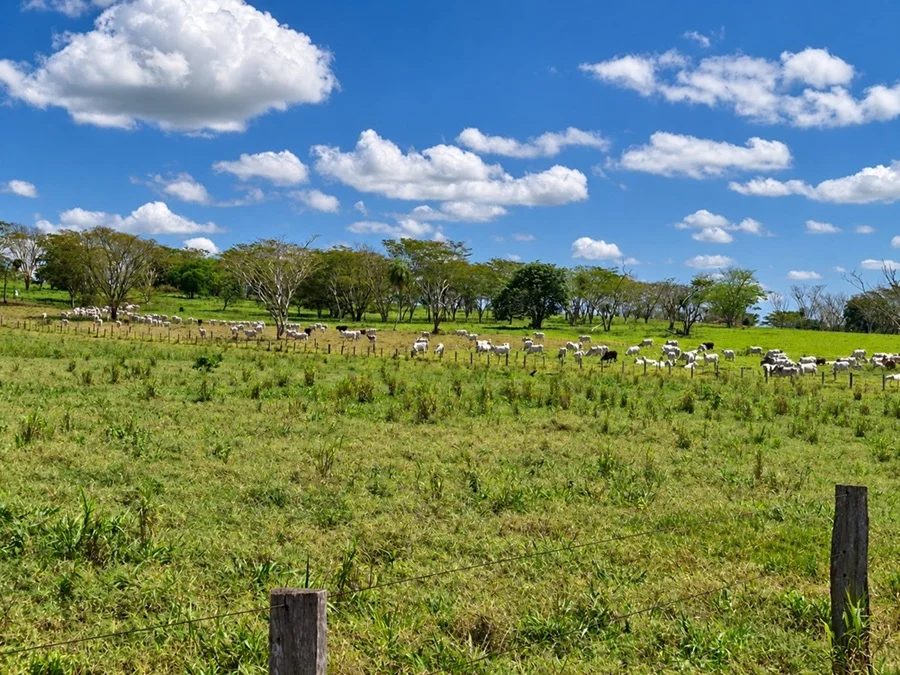 Estancia Cerro Porá: suelo, manejo y eficiencia para proyectar hasta 800 vientres sobre 350 hectáreas de pasturas