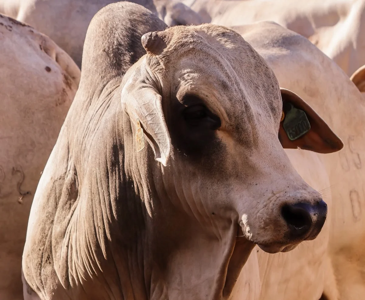 Este sábado, Arroba remata 35 toros, vientres preñados y embriones de Nelore KYM en Amambay