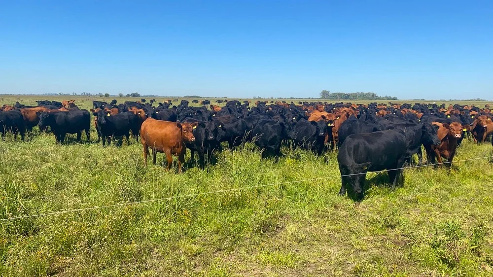 Evolución del hato ganadero en proceso de transición hacia un nuevo modelo de crecimiento  