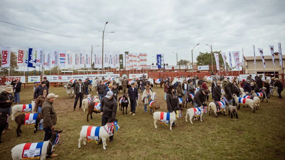 Expo Concepción será lanzada en la Expo Paraguay: esperan más de 380 animales inscritos