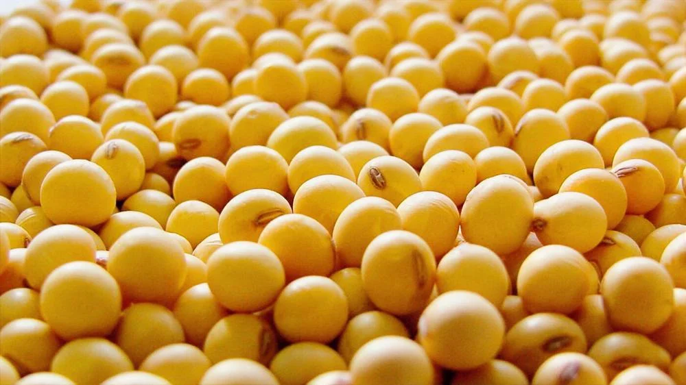 Exportación de soja generó USD 1.156 millones en el primer trimestre del 2026