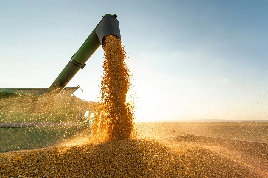 Exportaciones de soja crecieron 41% hasta mayo, con casi US$ 2.500 millones