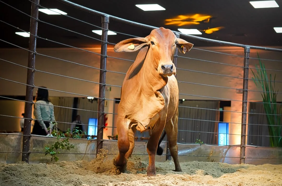 Freemont vendió sin reservas y confirmó el interés por hembras Brahman de alto valor genético