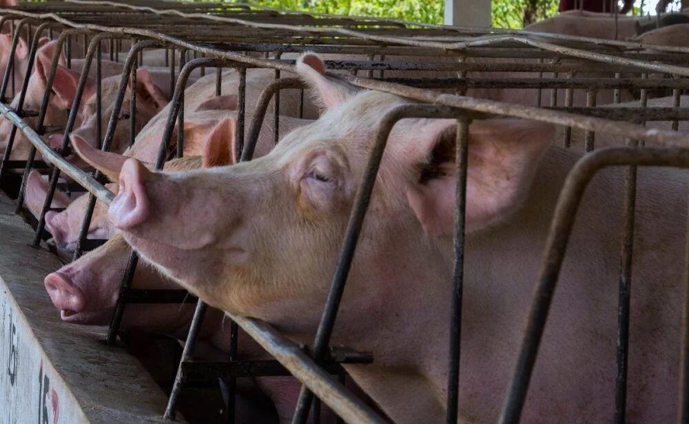 Precio del cerdo cae 30% en un mes y genera alarma en productores