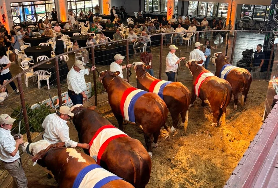 Fuerte demanda y precios en la Nacional Braford: las terneras con un techo histórico de G. 35.671