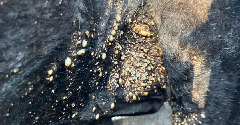 Garrapata en Uruguay: residuos en carne, plantas suspendidas y una primavera que amenaza con agravar el problema