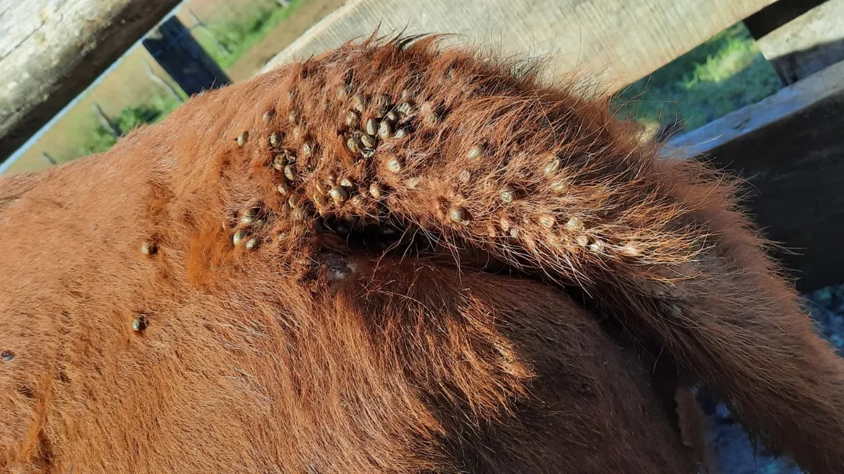 Garrapata golpea a la ganadería del norte de Uruguay: productores reportan pérdidas de hasta el 20% del rodeo