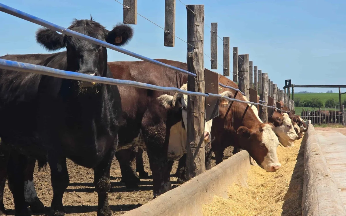 Garrapata: las exigencias por residuos en carne aceleran cambios en la terminación del ganado en Uruguay