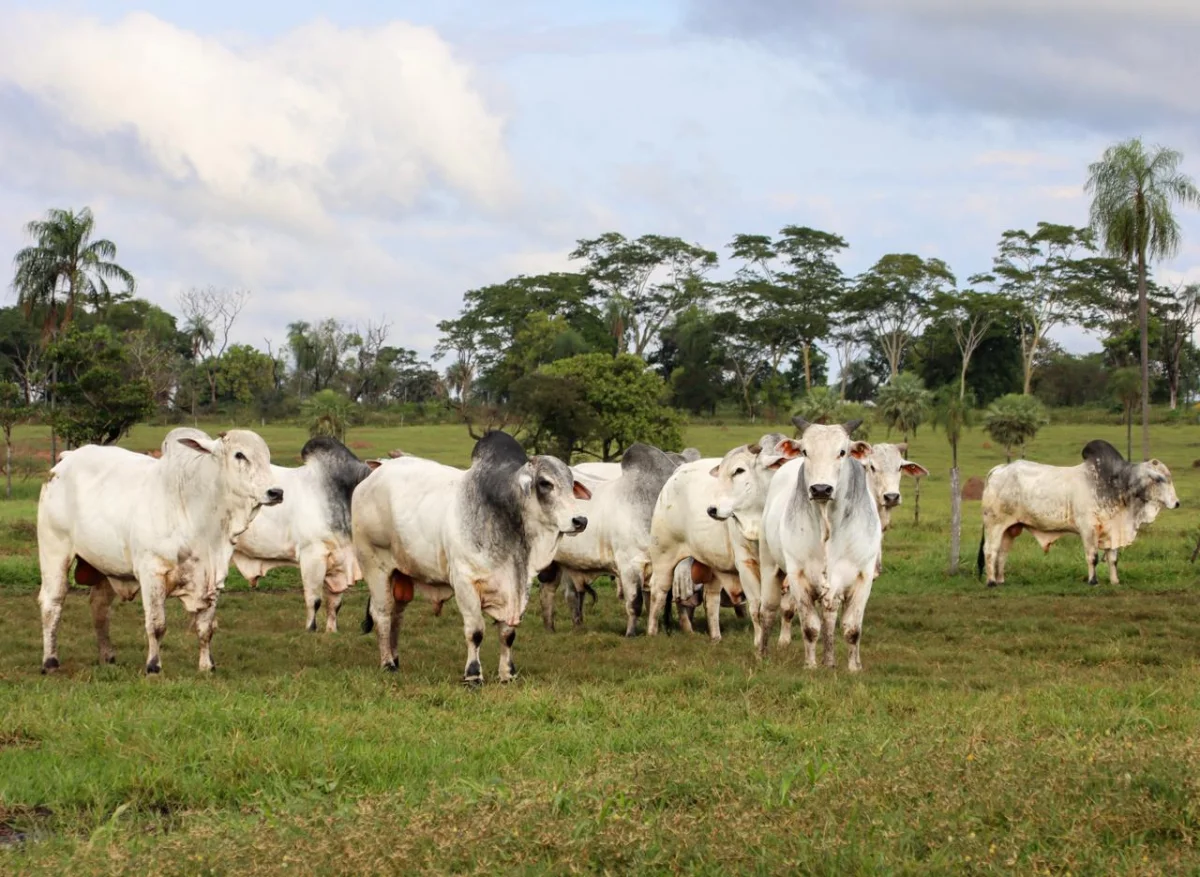 Genética Lagunita llega al Chaco con 48 toros Nelore seleccionados para producir más kilos de carne