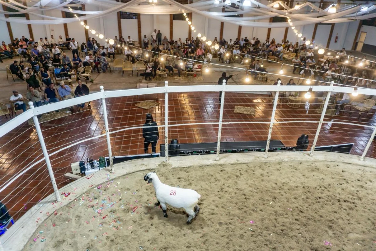 Hampshire de Etiqueta cerró con alta demanda y precios récord por genética ovina